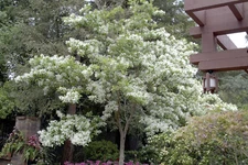 White Fringe tree 4"  pot