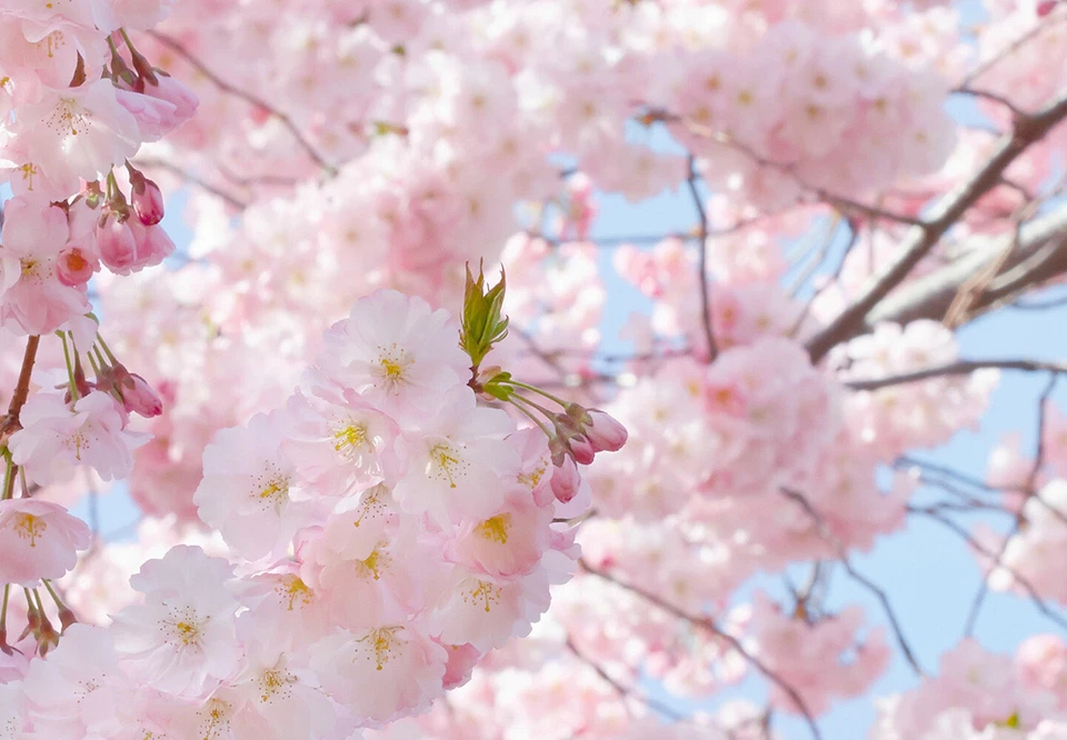 CHERRY BLOSSOM Wallpaper 144x100" Removable Wall Pink Japanese Flower Spring DIY - Image 3 of 4