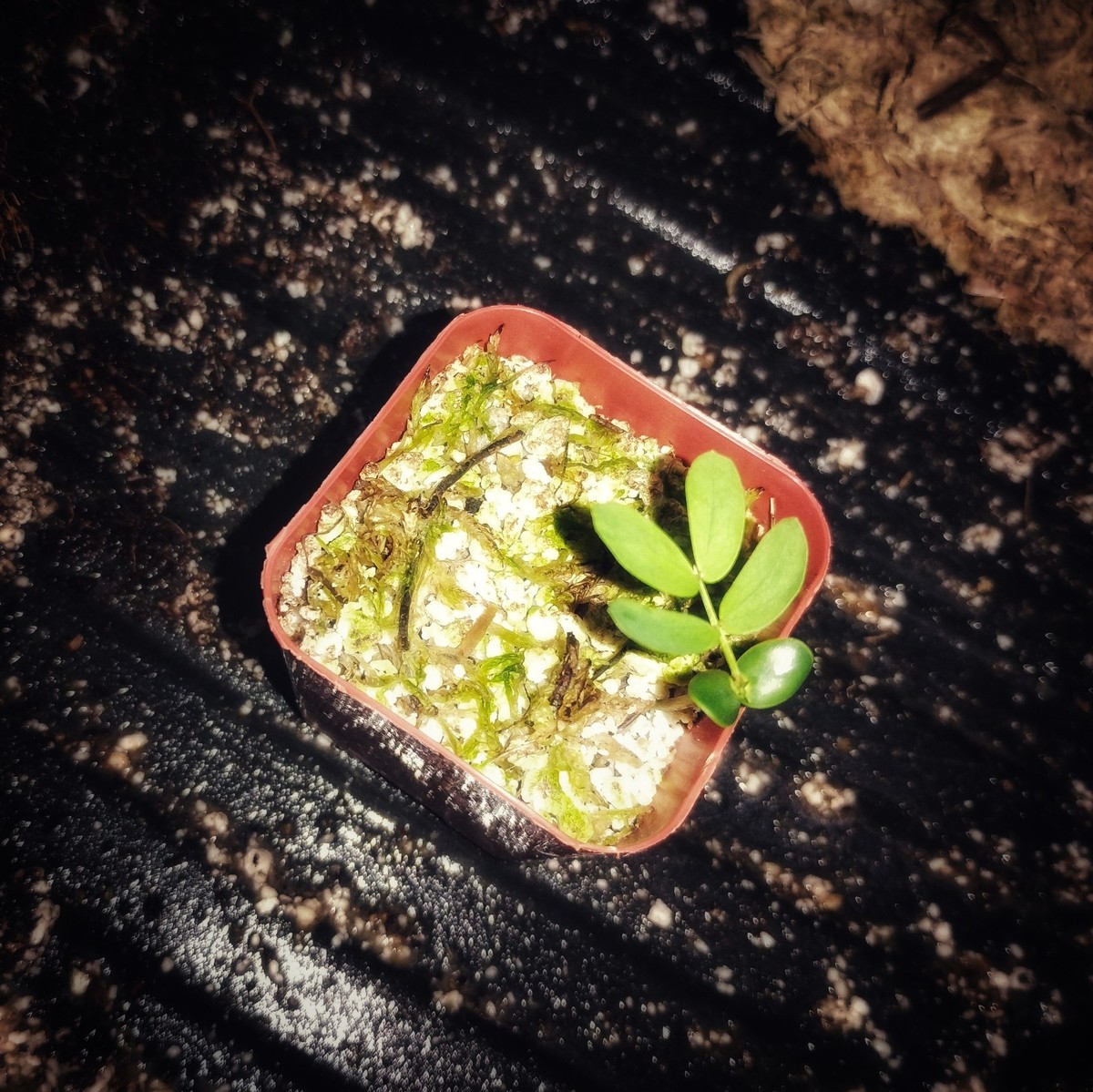 ✴︎koa✴︎ページ 100 Formosan Koa Seeds (Acacia confusa) - Beautiful Tropical