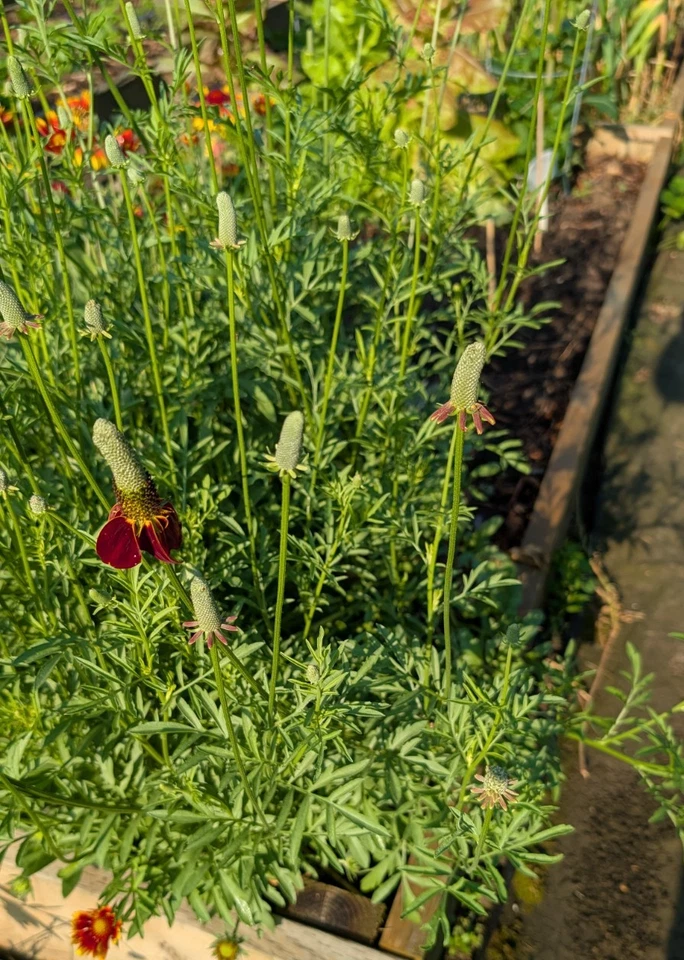 SEED-Mexican Hat Wild Flower, Coneflower Ratibida columnifera Native Perennial - Image 3 of 3