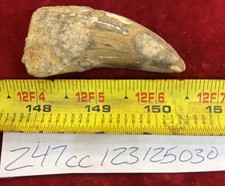 Rare Carcharodontosaurus Dinosaur Tooth T Rex Cousin 95 Mil Yrs Fossil 2 1/2”