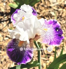 Crows Feet ~ B Bearded 27"BB Cascading Veining Knowlton Iris (1) Iris Rhizome