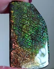 Ammolite  Ammonite   Coated Stone 39x20.6x3mm 6731