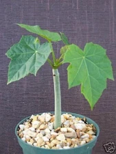 Jatropha curcas @@ rare succulent cacti plant cactus 6"