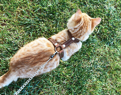 30 foot dog training leash Dog Training Check Cord