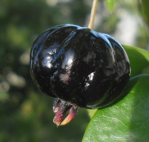 Eugenia uniflora - Zill's Dark Surinam Cherry - 2 YRS OLD