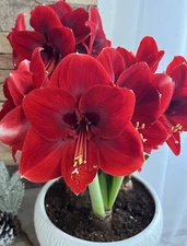 Amaryllis Dutch '' Red Lion'' bulb. Size 28