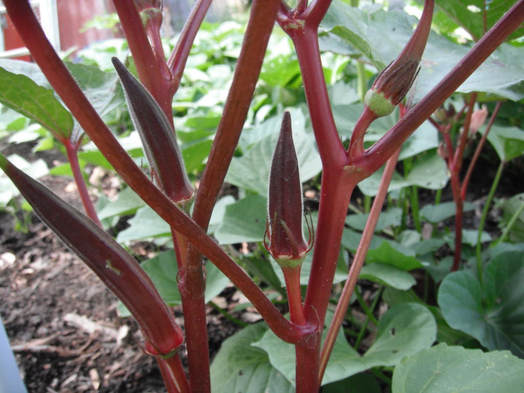 Red Burgundy Okra Seeds, NON-GMO, Heirloom, FREE SHIPPING