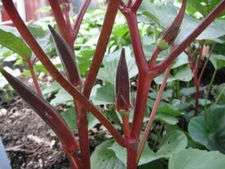 Red Burgundy Okra Seeds, NON-GMO, Heirloom, FREE SHIPPING