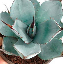 Agave parryi cv. ‘BLUE Huntington’ -  - Agave di Parry | Agave mescal