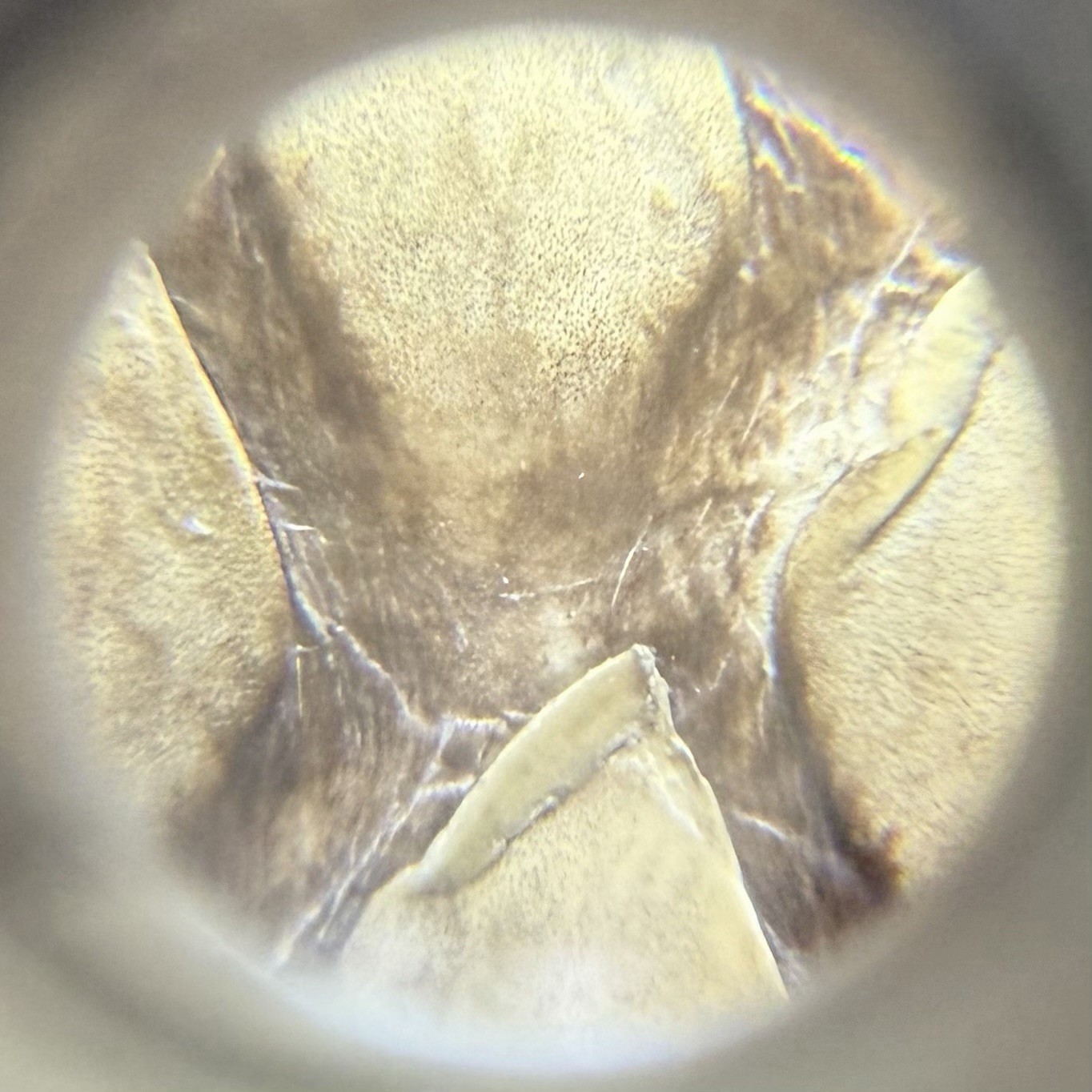 Lambertson Truex Python / Snake Leather Bifold Lo… - image 13