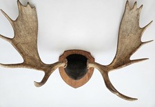 Moose Antlers Mounted 