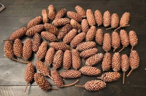 Lot Of 52 Spruce Pine Cones Pinecone All Natural
