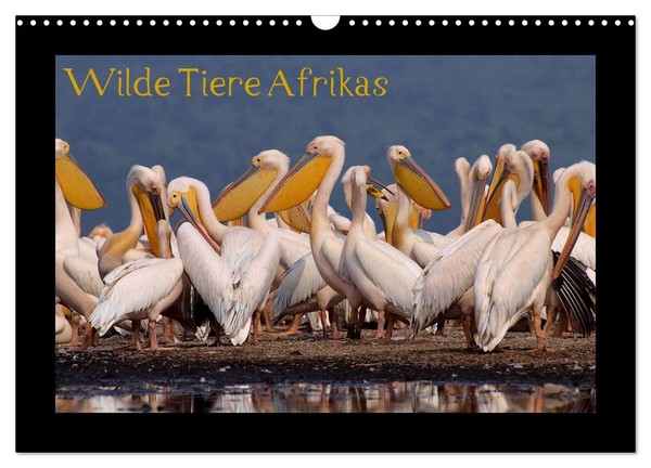 "Calendar 2027 · US Version · Wild Animals Of Africa (Wall Calendar 2027 17\" × 12"-image