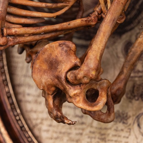 3D gedrucktes menschliches Fötus Säugling Skelett auf Vintage Rahmen, handbemalte Figur - Bild 11 von 12