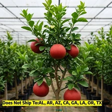 Ruby Red Grapefruit Tree in 0.5gal Pot 2-3 ft Tall Live Citrus Plant Tasty Fruit
