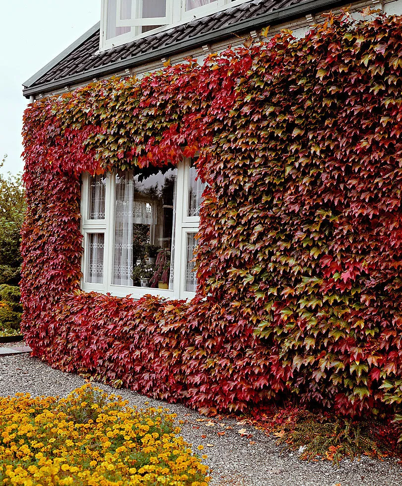 Parthenocissus quinquefolia (Virginia creeper)