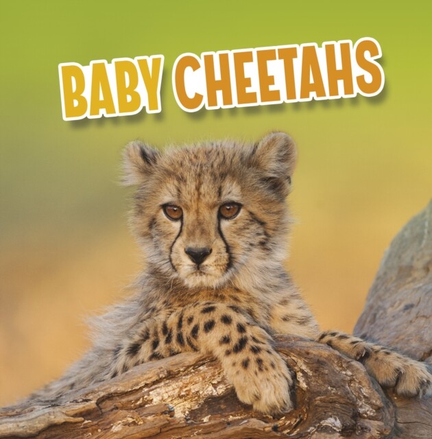 Baby Cheetahs 9781398223813 Martha E. H. Rustad - Free Tracked Delivery
