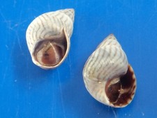 Littorina ziczac (lot de 2) Martinique WO F+++ 12,1 et 12,7mm n17