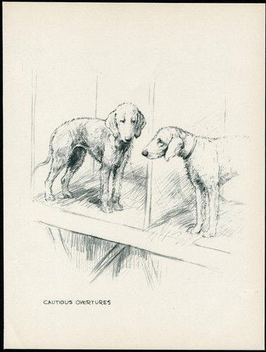 BEDLINGTON TERRIER VINTAGE 1937 DOG ART PRINT by ARTIST K F BARKER