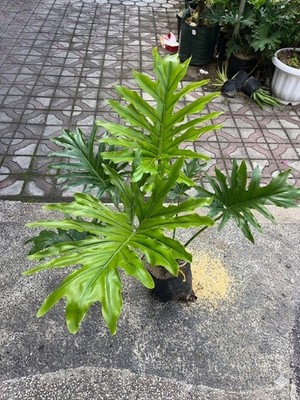 Thaumatophyllum Selloum Variegated Rare Variegated Philodendron Split Leaf