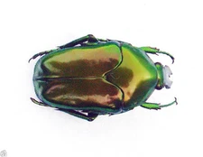 Beetle -CETONIIDAE - Ischiopsopha ritsemae celebensis (MorF) - Peleng, Indonesia