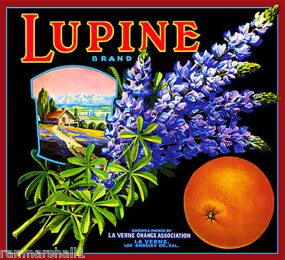 La Verne Lordsburg Lupine Flowers Orange Citrus Fruit Crate Label Art Print