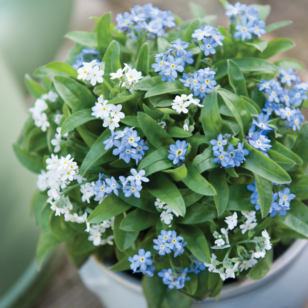 100 UK Pastel Mini Forget Me Not Seeds to Plant & Grow Pink Blue & White  Flowers | eBay