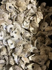 Oyster Shells, ready to decoupage!  3 inches long  (100 Count lot)