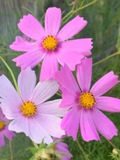 COSMOS - 150 flower seeds, mixed