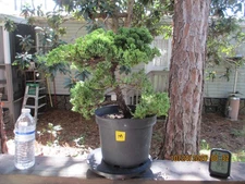 SPECIMEN BONSAI TREE JUNIPER PROCUMBENS NANA/M