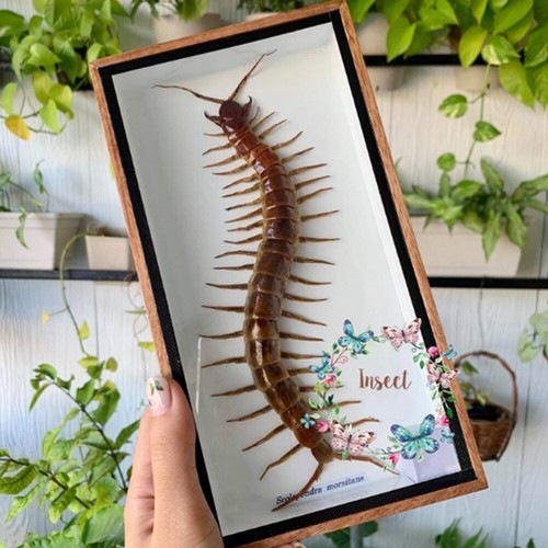Real Centipede Rare Taxidermy Insects Beetle Fly Wood Frame Entomology Strange - Picture 6 of 7