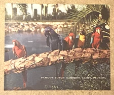 Original 1963 BUDWEISER BEER sign translucent NOS replacement panel PARROTS