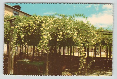 Postcard 4x6 AZ Largest Rose Lady Banksia Rose Tree Inn Tombstone Arbor