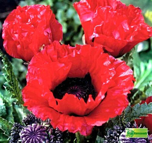 Samen Türkischer Mohn "Scarlet o'Hara", Papaver orientale - Bild 2 von 3