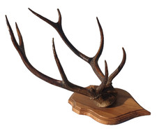 Trophée de cerf vintage massacre 8 cors objet déco cabinet de curiosité