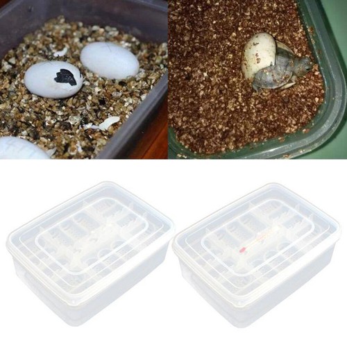 diy lizard egg incubator