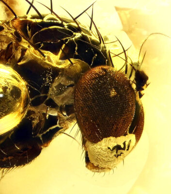 Amazing Eye Facets! Dolichopodidae (Fly), Fossil Inclusion in Baltic Amber