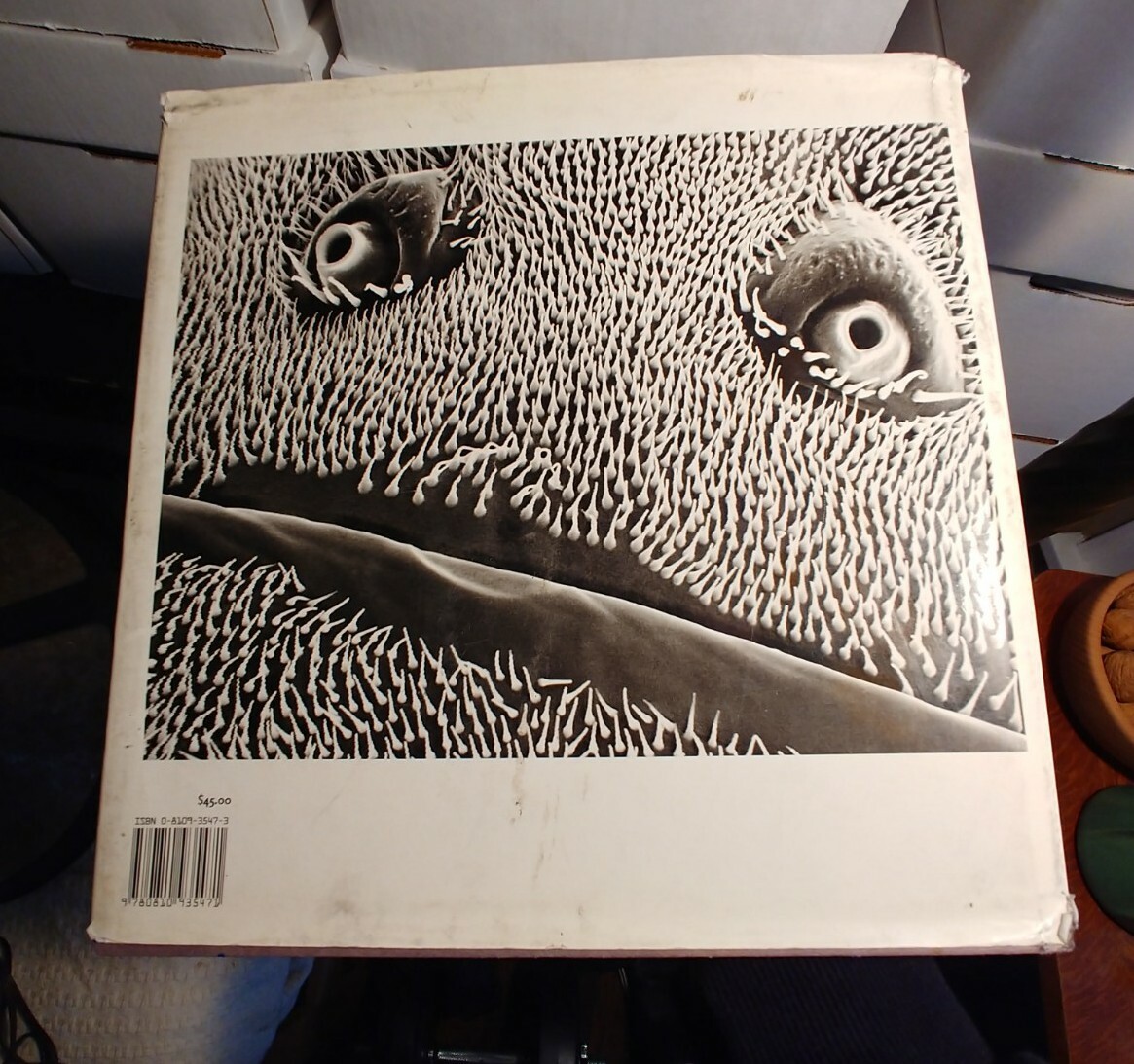 写真集 Hidden Beauty Microworlds Revealed Hidden Beauty : Microworlds Revealed by France Bourely (2002