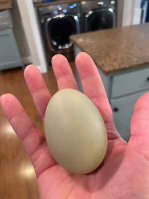6+ F1 and F2 Olive Egger Hatching Eggs (NPIP and AI Clean Flock)