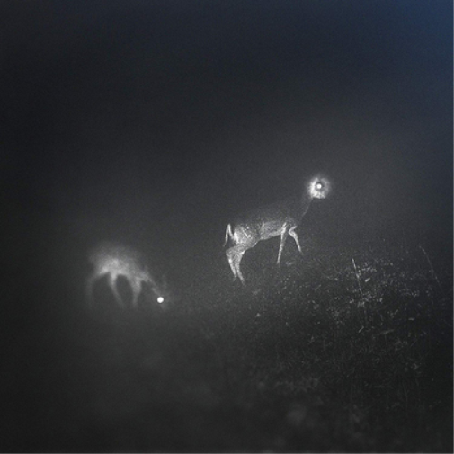 Bliss Signal Bliss Signal (Vinyl LP) 12" Album