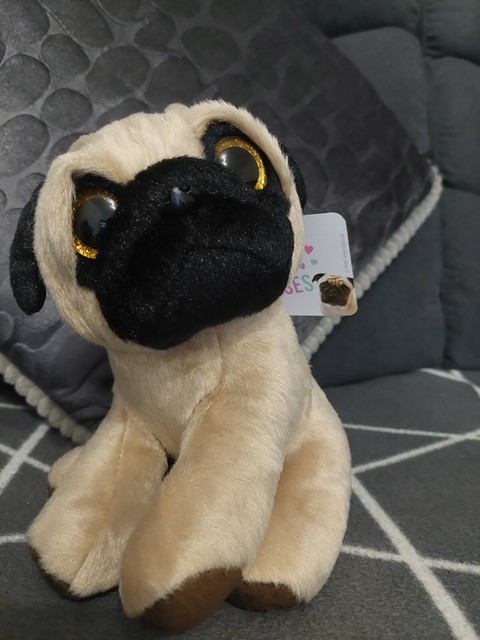 teddy pugs for sale