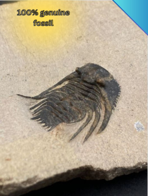 Trilobit Fossil eingebettet in Matrix - sehr hochwertig - Sammlungsergänzung