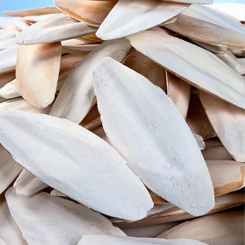 1 sacchetto seppia osso seppia pesce seppia calcio piccone uccellino W8U8⭐ - Foto 11 di 12