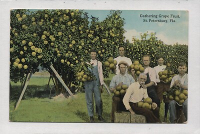 SALE! 1910 Postcard St Petersburg Florida Gathering Grapefruit The Whole Family!