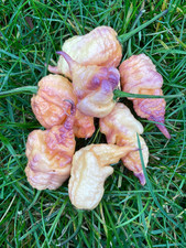 Purple Peach Carolina Reaper Rare Pepper Seeds - Non-GMO Organic Superhot Pepper