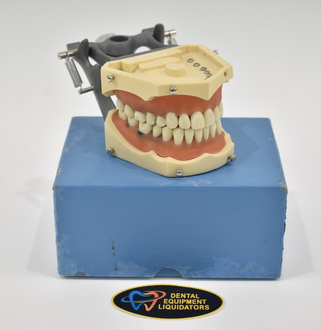 Columbia Dental Dentoform Model R1361/R1362 with Removable Teeth & Soft Gingiva