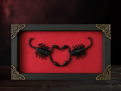 #ad Real Scorpion Frame Taxidermy Gothic Art Wedding Anniversary Couple Gift for Her $60.00