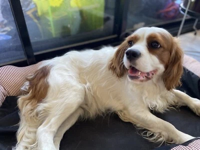 king charles cavalier puppies for sale gumtree