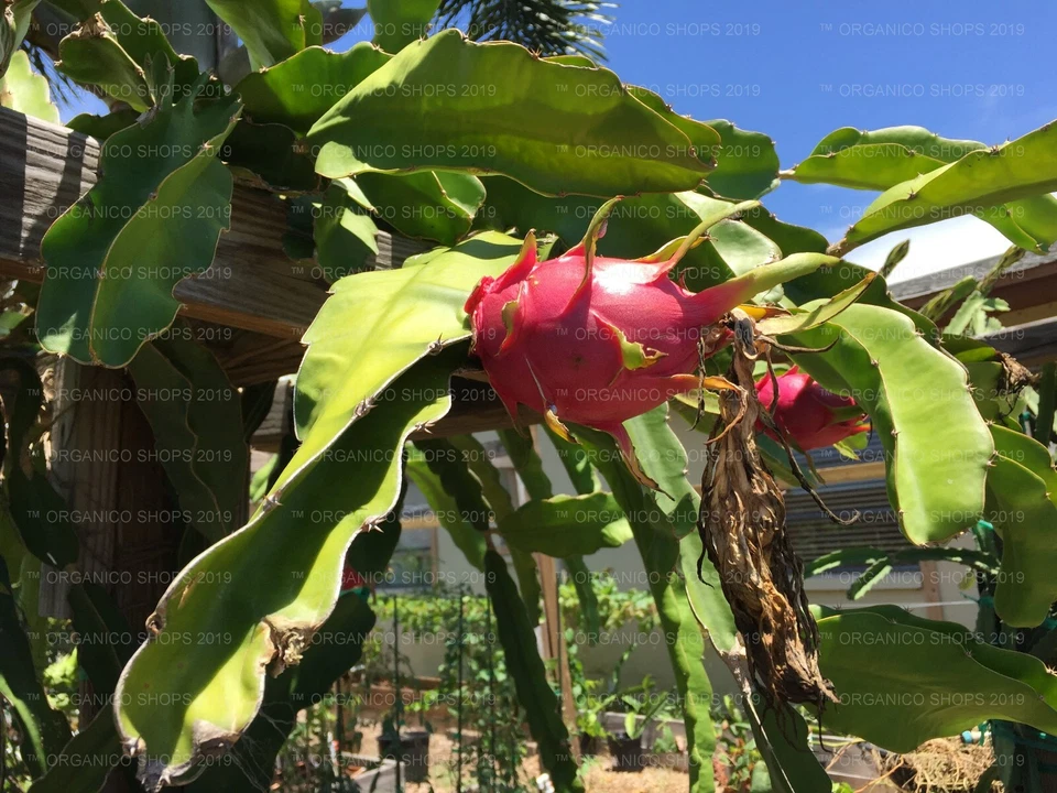 DRAGON FRUIT CUTTING - MULTIPLE VARIETIES - Image 4 of 4